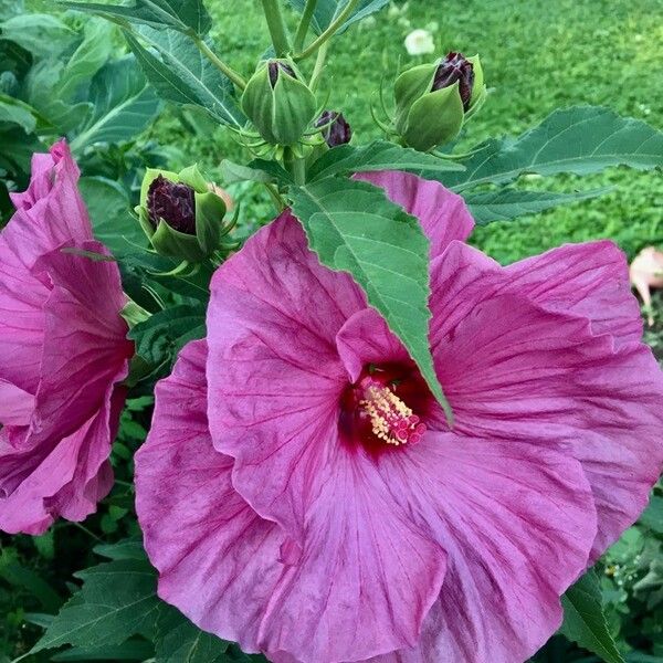 Hibiscus moscheutos Fleur