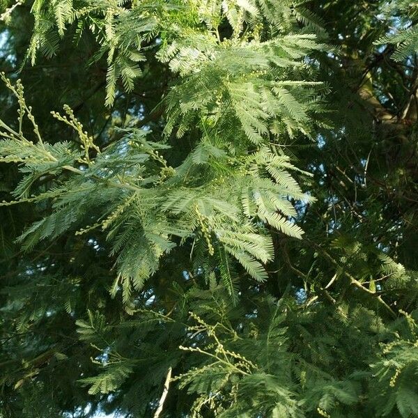 Acacia mearnsii Leaf