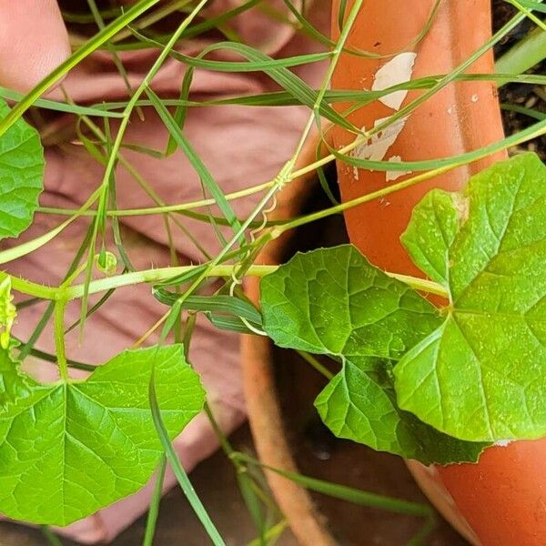 Melothria pendula পাতা