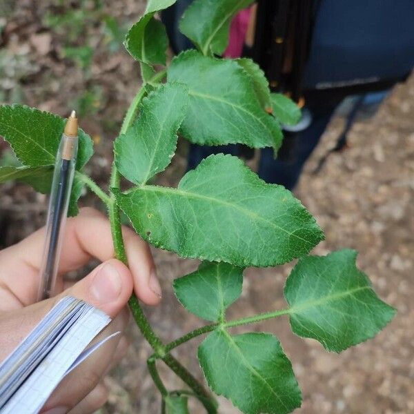 Opopanax chironium Blatt