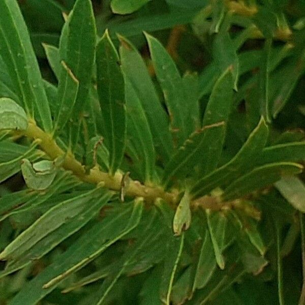 Daphne gnidium Leaf