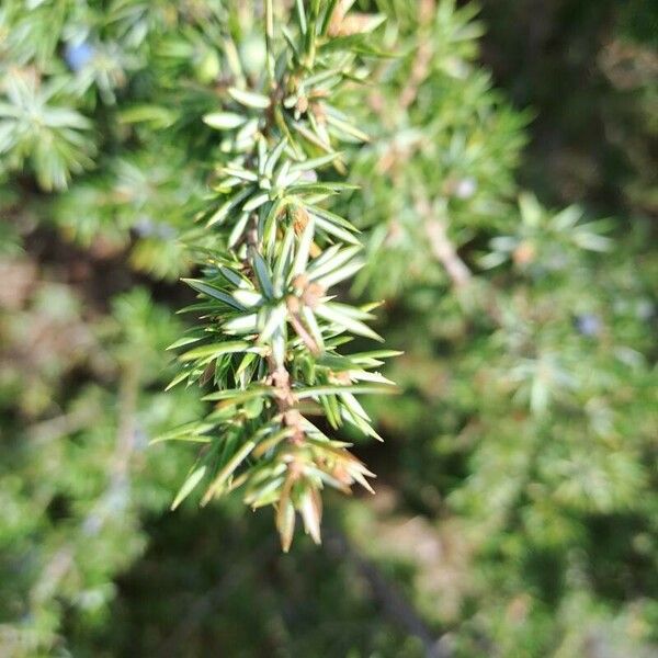 Juniperus communis Blad