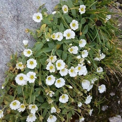 Cerastium latifolium Fiore