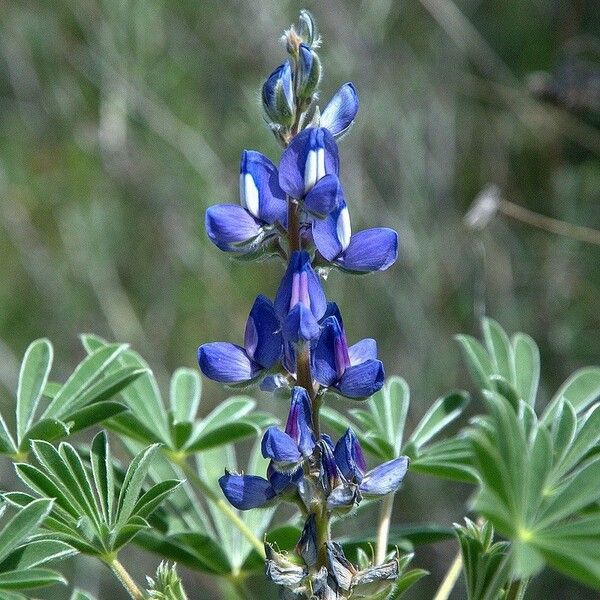 Lupinus bicolor Кветка