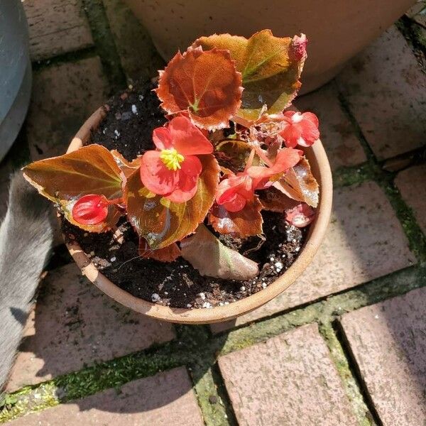 Begonia cucullata Blomst