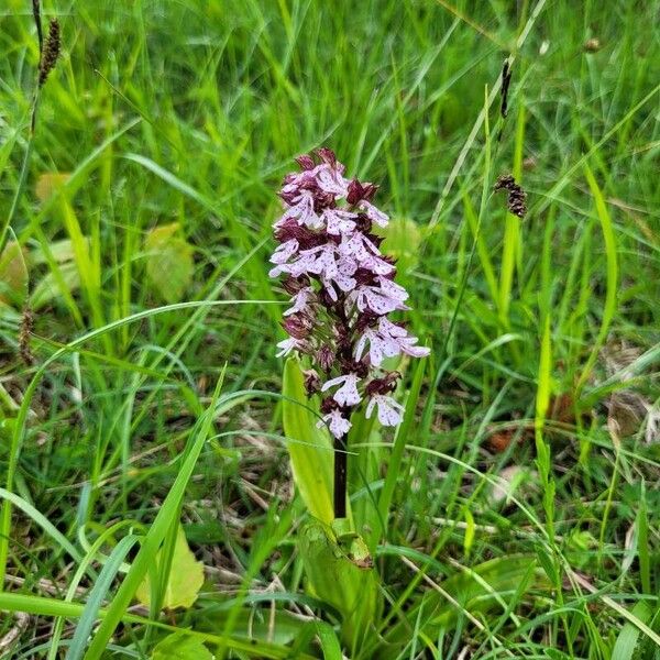 Orchis purpurea Цвят