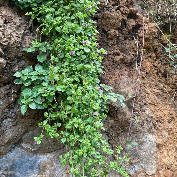 Aptenia cordifolia Buveinė