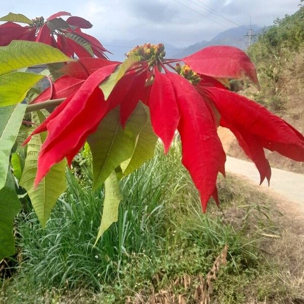 Euphorbia pulcherrima Folha