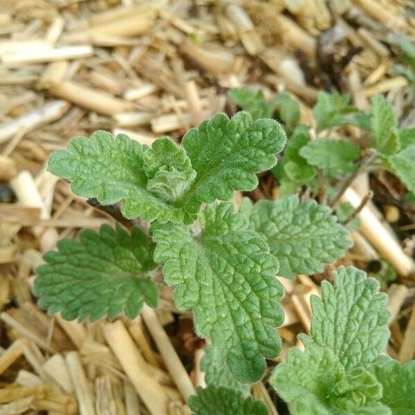 Nepeta cataria List