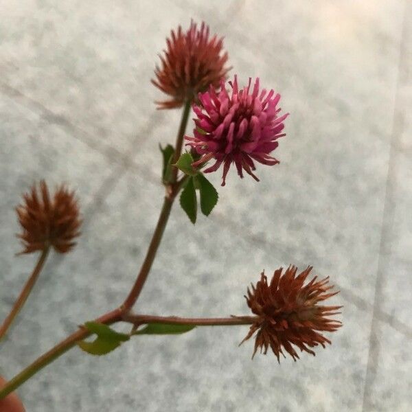 Trifolium wormskioldii Blüte