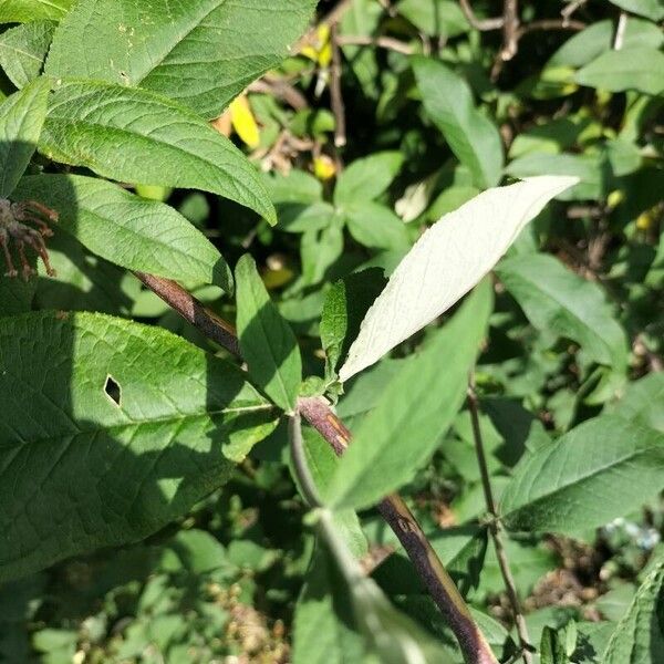 Buddleja davidii Ліст