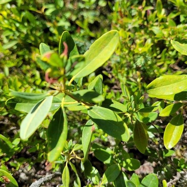 Kalmia angustifolia 葉