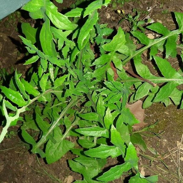 Sonchus oleraceus Elinympäristö