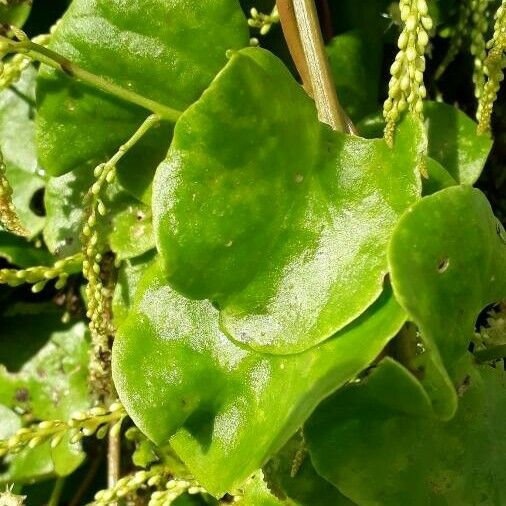 Anredera cordifolia Folla