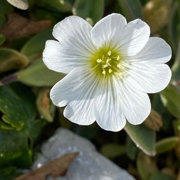 Cerastium latifolium Blüte