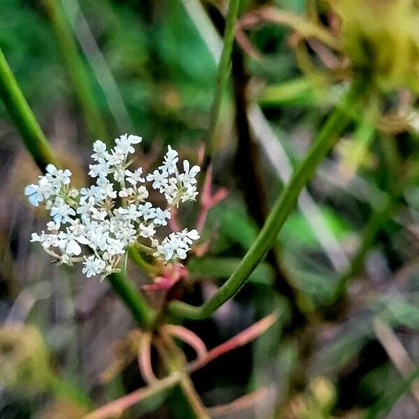 Ammi majus Kwiat