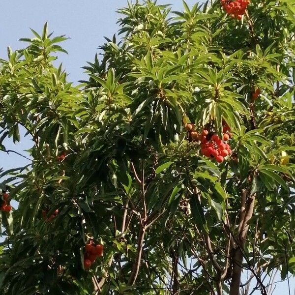 Arbutus canariensis 樹皮