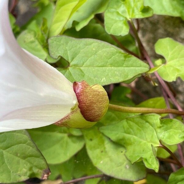 Calystegia silvatica Цвят