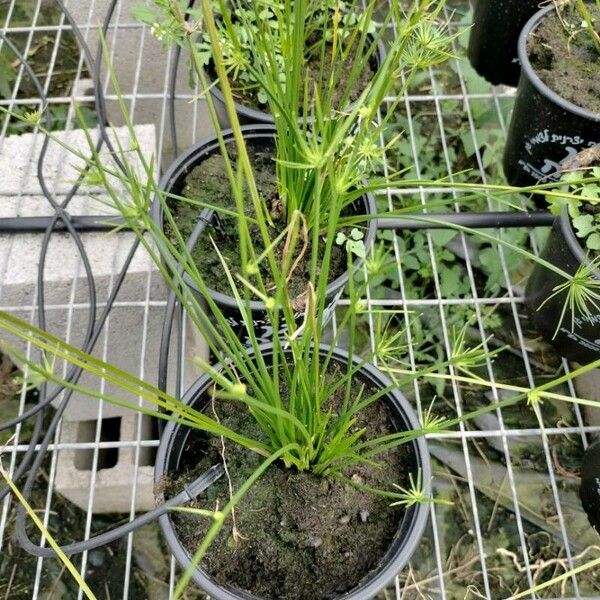 Cyperus haspan Deilen