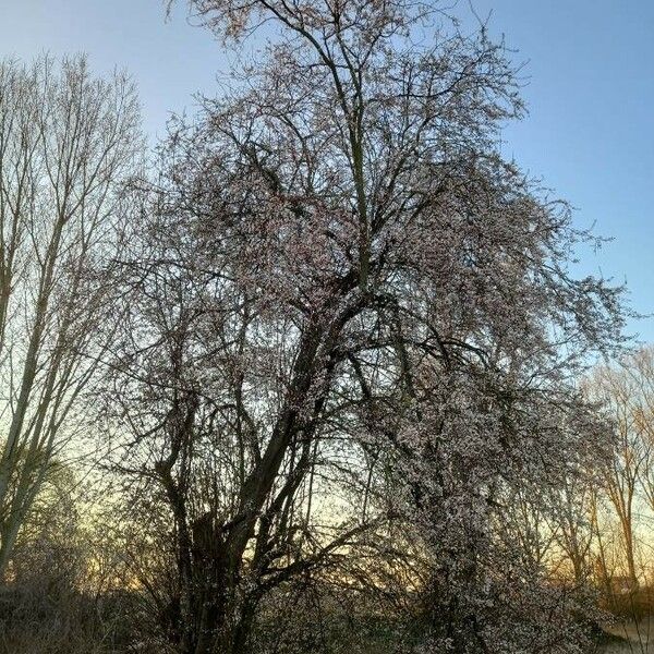 Prunus cerasifera ശീലം