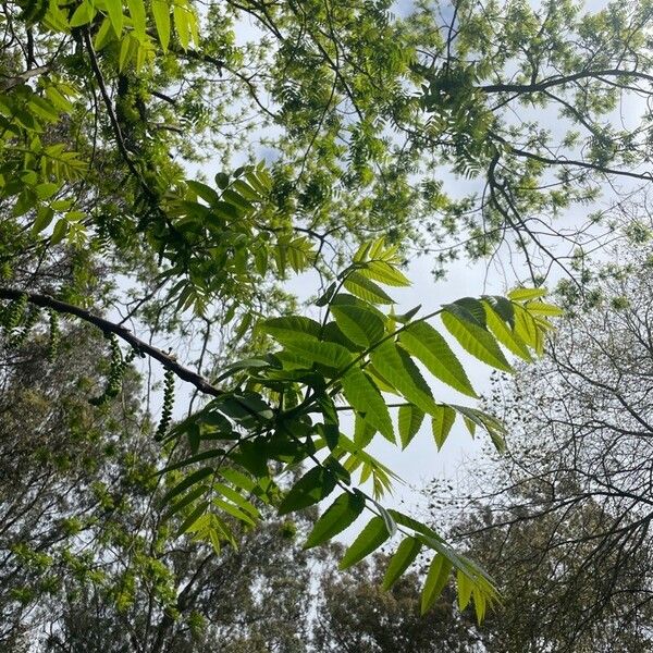 Juglans californica Blatt