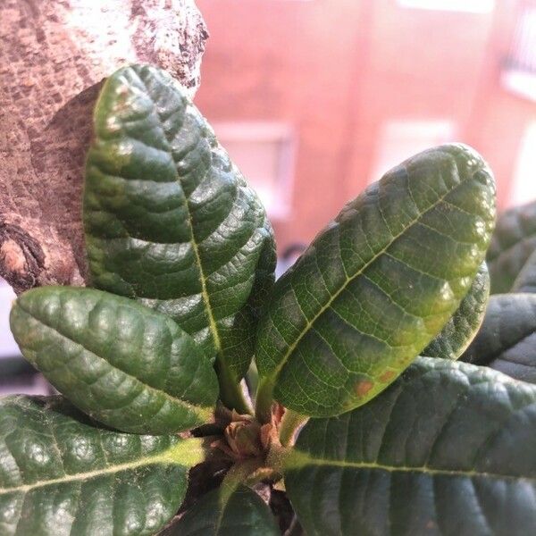 Rhododendron forrestii Blad