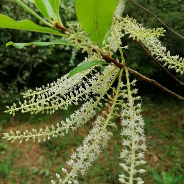 Cyrilla racemiflora Lorea