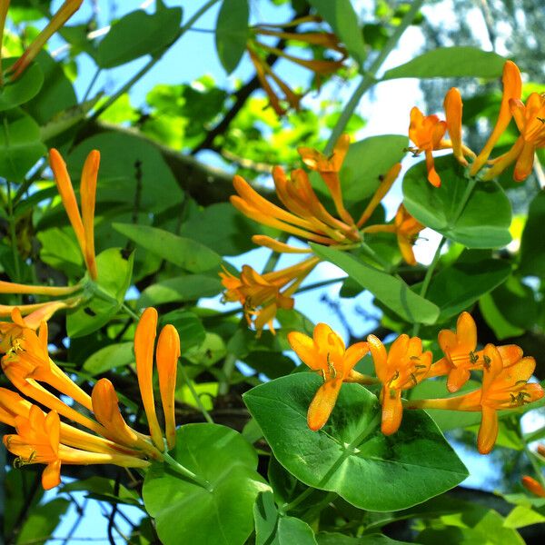 Lonicera sempervirens Flors