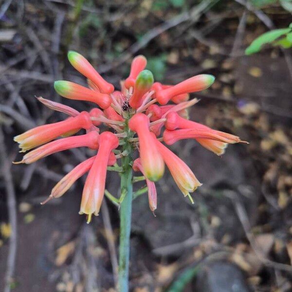 Aloe amudatensis Fleur