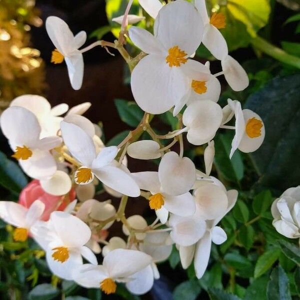 Begonia minor Flower