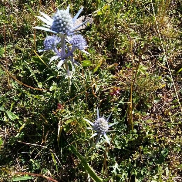 Eryngium bourgatii Fleur