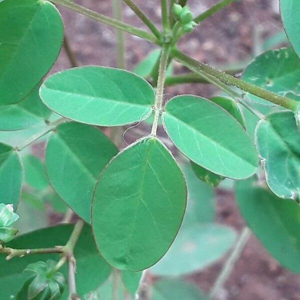 Oxalis barrelieri পাতা