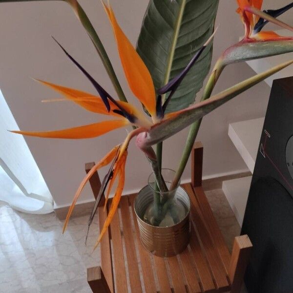 Strelitzia reginae Fleur