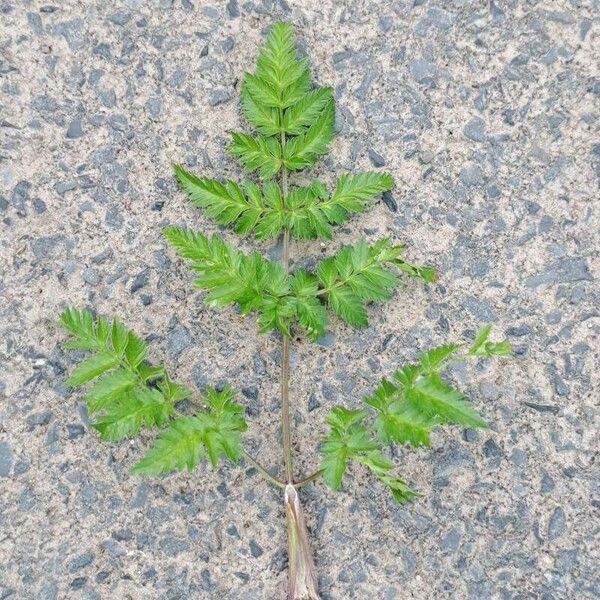 Chaerophyllum aureum Fuelha