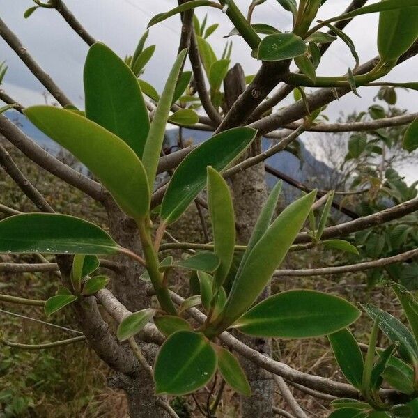 Euphorbia laurifolia برگ