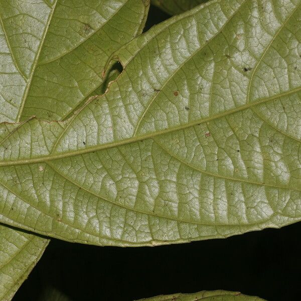 Adenophaedra grandifolia Leaf