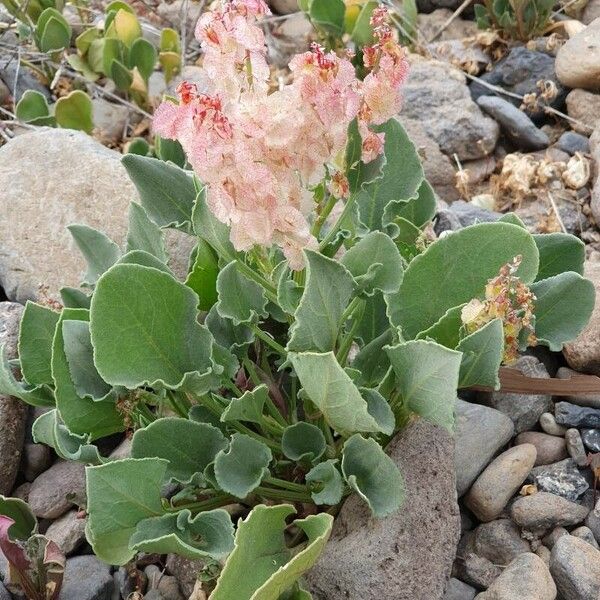 Rumex vesicarius Flower