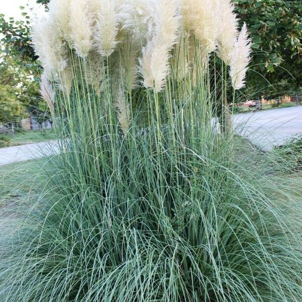 Cortaderia selloana Other