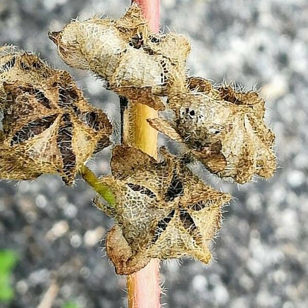 Malva sylvestris Fruit