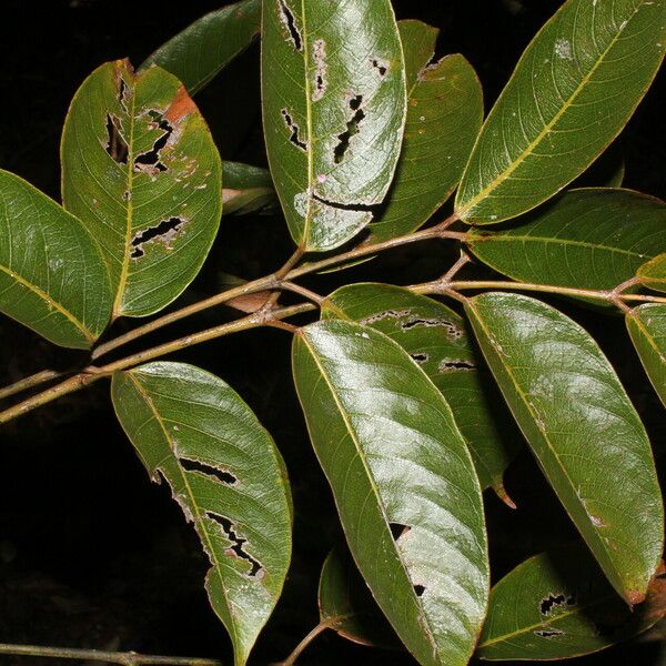 Bursera simaruba Leaf