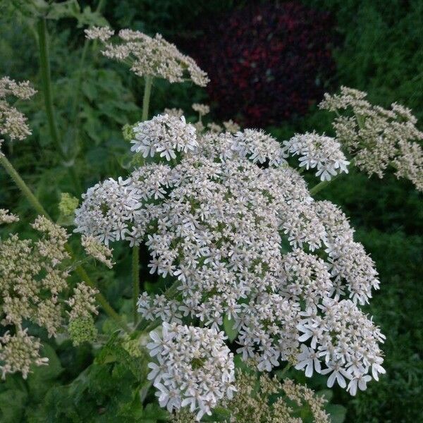 Heracleum sphondylium Цветок