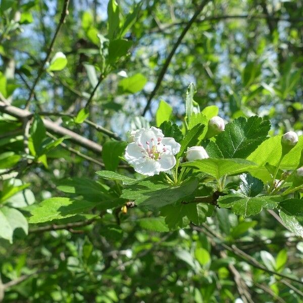 Crataegus laevigata Other