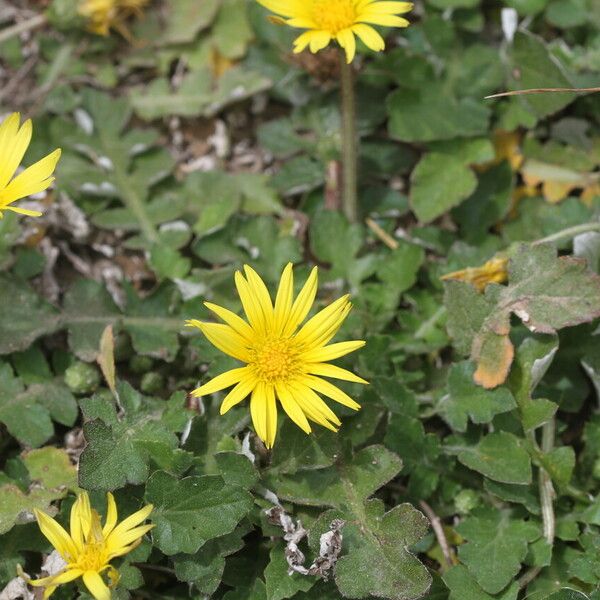 Arctotheca calendula Flor