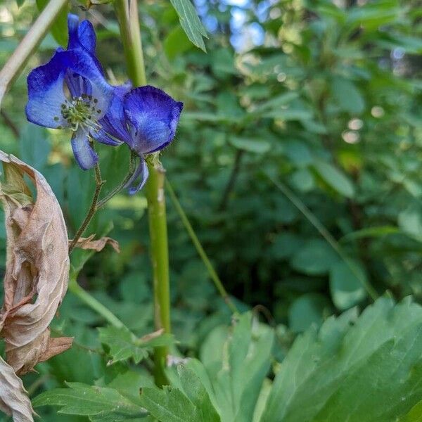 Aconitum columbianum Flower