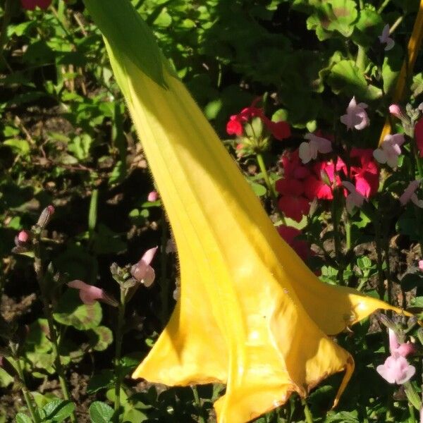 Brugmansia arborea Blomst