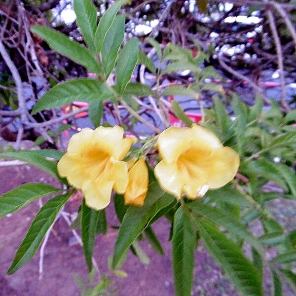 Tecoma stans Flower