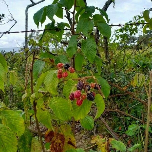 Rubus occidentalis Fruit