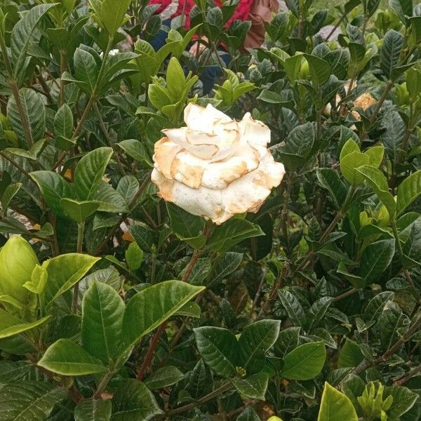 Gardenia jasminoides Flower