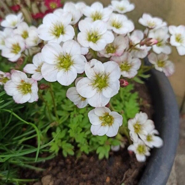 Saxifraga rosacea Λουλούδι