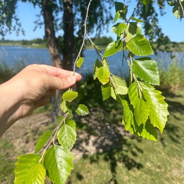 Betula nigra পাতা